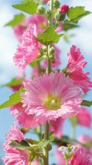 Hollyhock-122, JPG Hollyhock-122, JPG