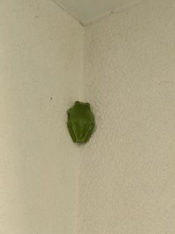 壁に3日間へばりついたままのカエル。 壁に3日間へばりついたままのカエル。の写真