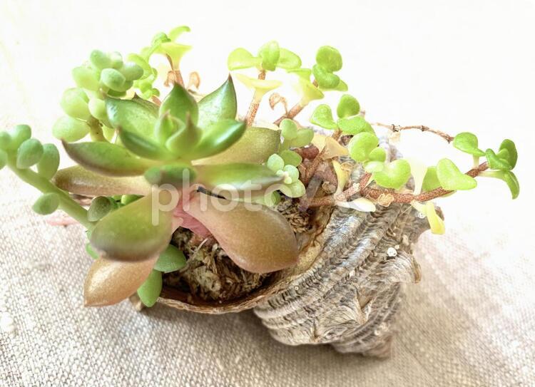 多肉植物寄せ植え（６） 多肉植物,多肉,寄せ植えの写真素材
