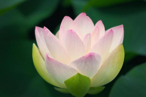 蓮の花 蓮の花の写真