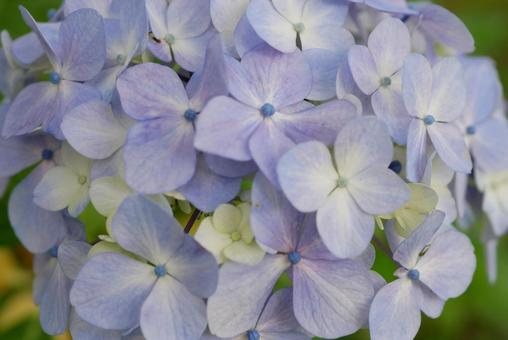 紫陽花 紫陽花の写真