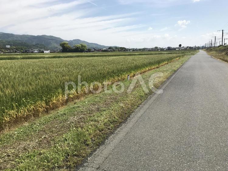 麦畑と農道の風景 麦畑,田んぼ,畑の写真素材