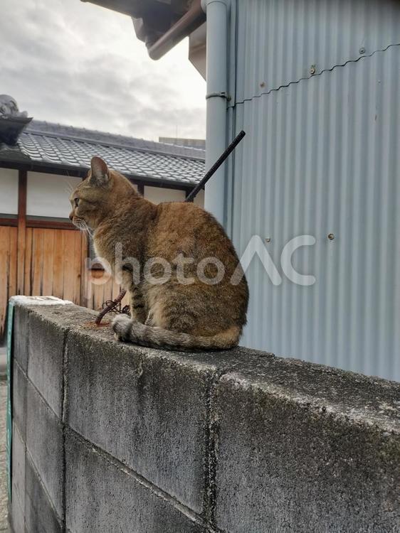 塀の上で黄昏る野良猫 猫,野良猫,キジトラ猫の写真素材