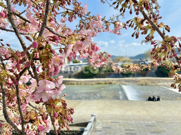 鴨川沿いのサクラ／堤防にならぶ友達 京都市,鴨川,桜の写真素材