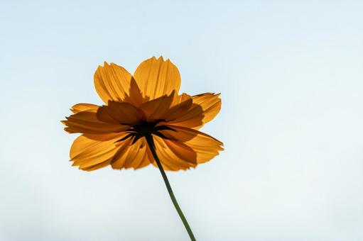 Yellow Cosmos, JPG