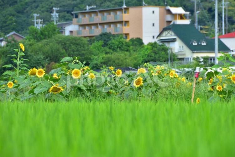 田んぼと向日葵 田んぼ,稲,田植えの写真素材