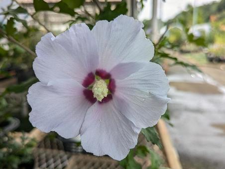 Photo, muggets, flower, gardening, 