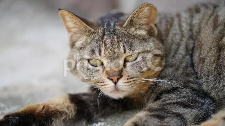 福井県　御誕生寺のニャンコ達　④ ねこ,ネコ,動物の写真素材