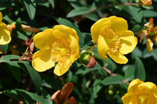 Goldenrod flowers blooming in the garden, JPG Goldenrod flowers blooming in the garden, JPG