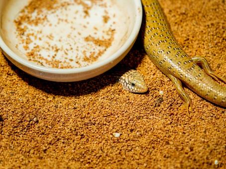 餌を食べるオオアシカラカネトカゲ 餌を食べるオオアシカラカネトカゲの写真