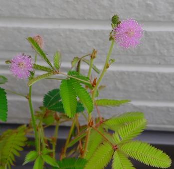 おじぎ草の花 おじぎ草の花の写真