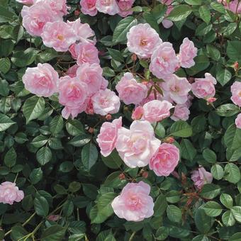 Flower Flowerの写真