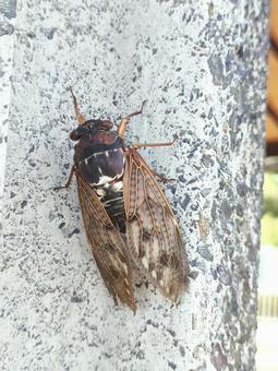 アブラゼミ アブラゼミ アブラゼミ,蝉,虫の写真素材