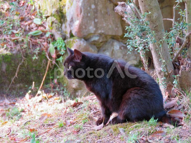 お座りして前方を見つめる黒ネコ 猫,ネコ,ねこの写真素材