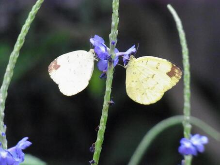 butterfly, butterfly, butterfly, flower, JPG