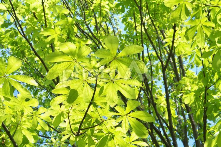 新緑がきれいなトチノキの大樹 新緑,若葉,青葉の写真素材