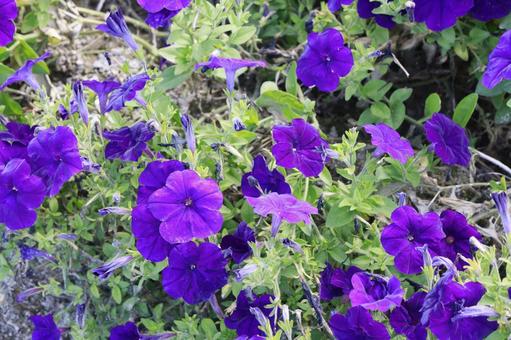 紫色のお花 花,黄色,自然の写真素材