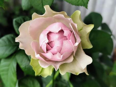 ベランダのバラ・コフレ ベランダのバラ・コフレ バラ,薔薇,コフレの写真素材