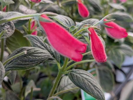 シーマニアです シーマニア,赤,花の写真素材