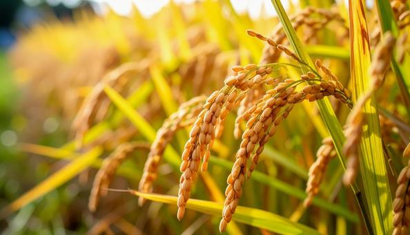 こうべを垂れる稲穂の写真