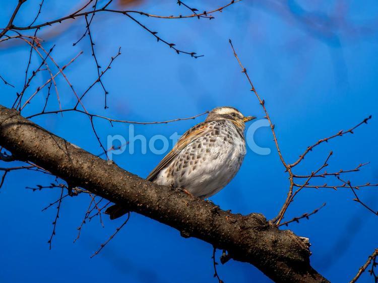 枝にとまるツグミ ツグミ,野鳥,鳥の写真素材