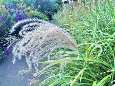 すすき 秋,すすき,風景の写真素材