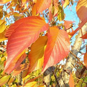 桜紅葉２ さくらもみじ,桜の葉,桜の写真素材