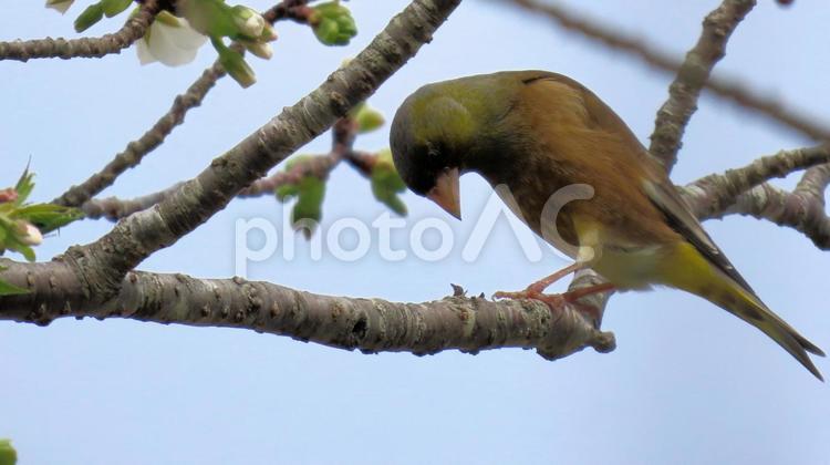 大島桜の枝に留まるカワラヒワ カワラヒワ,オオシマザクラ,野鳥の写真素材