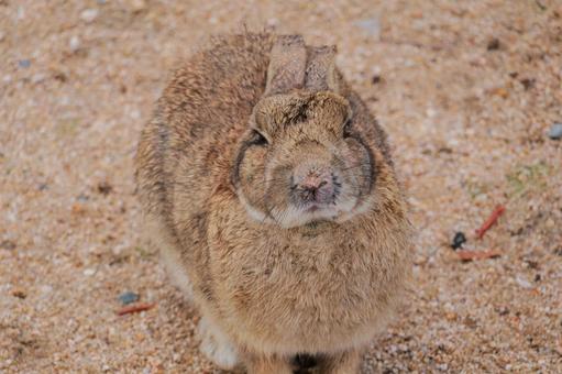 ねむねむうさぎ ねむねむうさぎ うさぎ,ウサギ,兎の写真素材