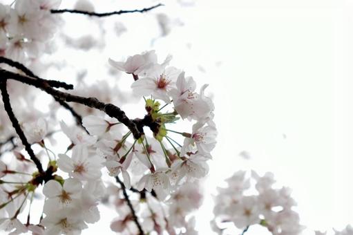 春 桜 ソメイヨシノ 春 桜 ソメイヨシノの写真