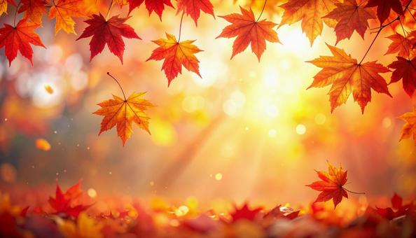 光に透ける紅葉の葉と秋の森 光に透ける紅葉の葉と秋の森の写真