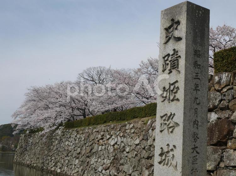 姫路城　お堀　さくら 景色,風景,姫路城の写真素材