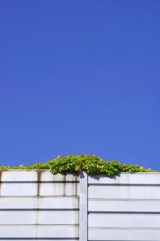 都心とグリーン 都心とグリーン 青空,植物,ツタの写真素材