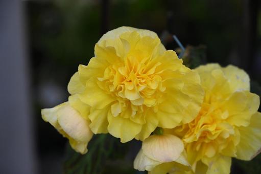 ベゴニアの可愛い花を撮りました ベゴニアの可愛い花を撮りましたの写真