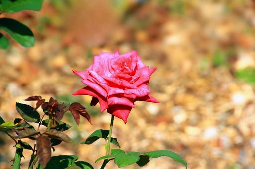 秋咲きの赤いバラの花 バラ,花,赤色の写真素材
