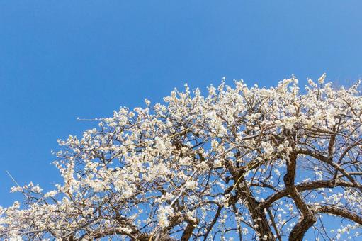 青空に映える満開の白梅 梅,迎春,梅の花の写真素材