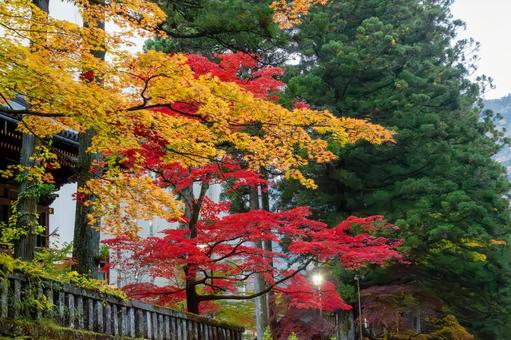 神社の紅葉 神社の紅葉 日光,神社,黄葉の写真素材