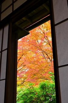 障子窓から望む紅葉の写真