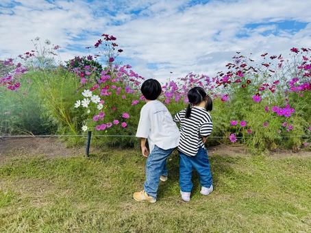 コスモス畑の男の子と女の子 コスモス,季節,子供の写真素材