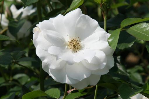 バラ・薔薇 アイスバーグ バラ・薔薇 アイスバーグ アイスバーグ,iceberg,クローズアップの写真素材