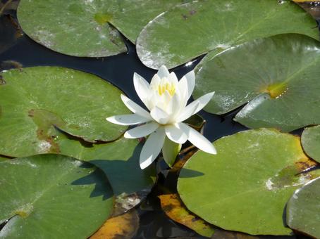 公園の池で開花したスイレンの花 公園の池で開花したスイレンの花の写真