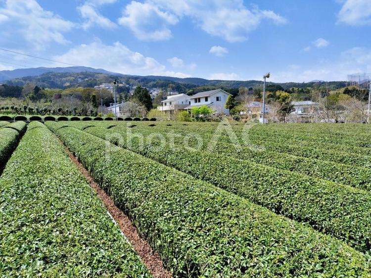 足柄茶　四月の茶畑　神奈川県南足柄市塚原 茶畑,春,四月の写真素材