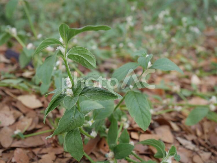 新芽　美しい　おすすめ 葉,自然,植物の写真素材