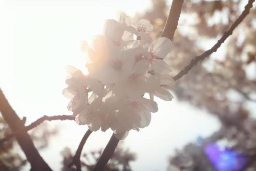 桜 桜の写真