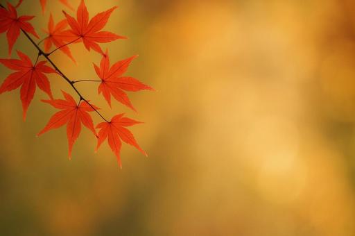 【背景素材】紅葉のもみじ2 【背景素材】紅葉のもみじ2の写真