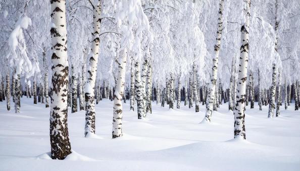 白樺の林、美しい雪 白樺の林、美しい雪の写真