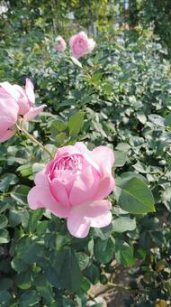 ローズ ローズ,バラ,薔薇の写真素材