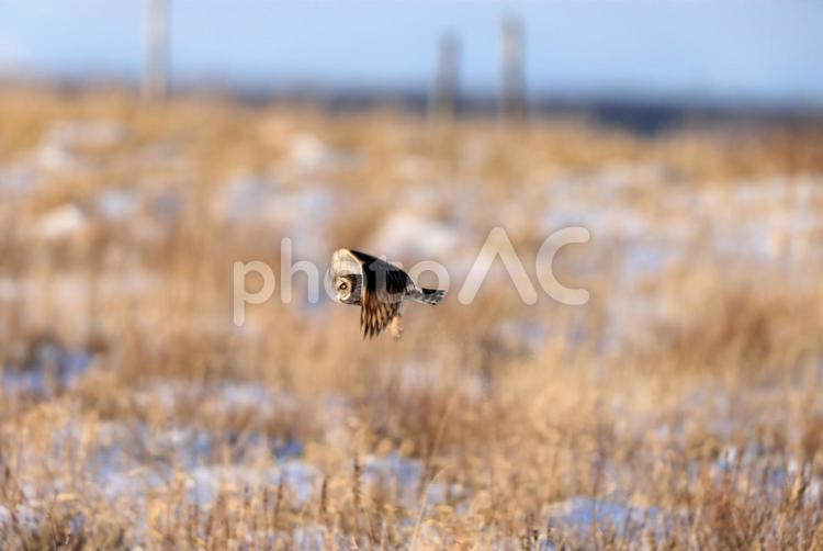 コミミズク コミミズク,野鳥,冬鳥の写真素材