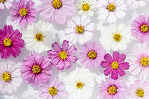 コスモス　花手水　5 コスモス,花,秋桜の写真素材