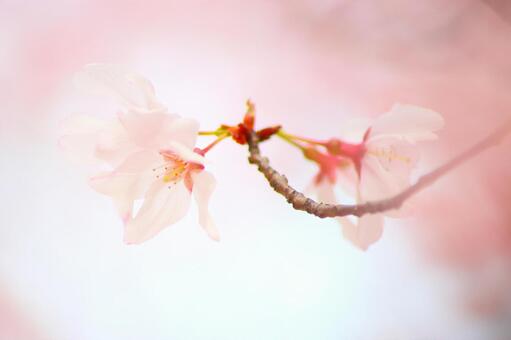 河津桜 河津桜 花,自然,植物の写真素材